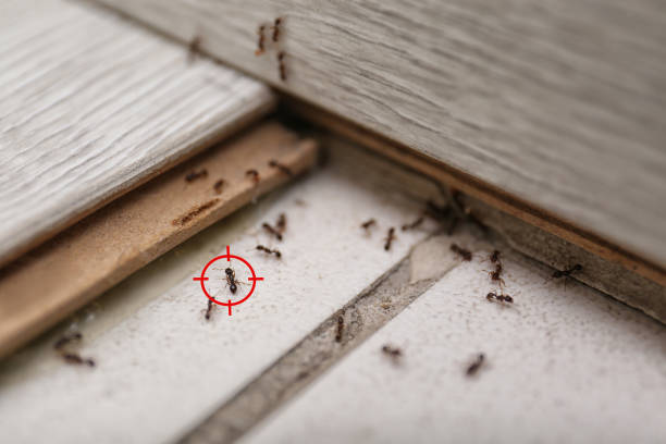 Best Affordable Pest Control Services  in Attla, AL