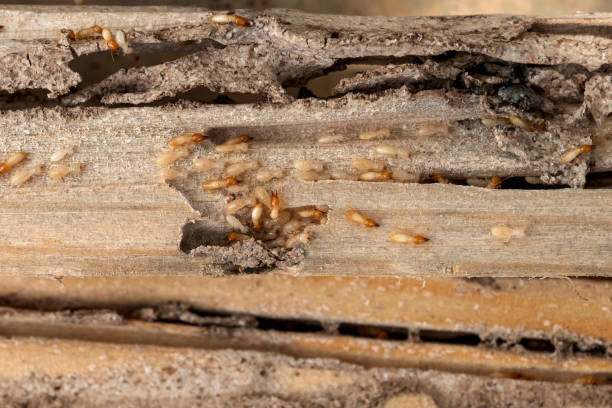 Best Residential Pest Control  in Attla, AL