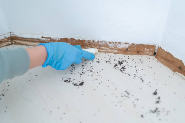 Best Bed Bug Extermination  in Attla, AL